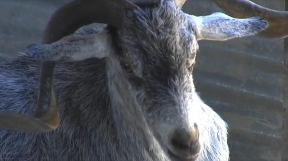 Pepe, la exmascota de la Legión en Almería.