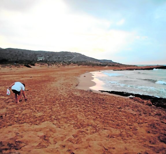 Uno de los voluntarios que participaron en el dispositivo de vigilancia de las tortugas bobas recorre una playa de Calblanque.