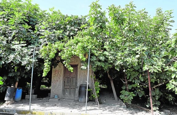 Casa de aperos, protegida por una frondosa parra, en uno de los huertos de limoneros de La Alboleja.