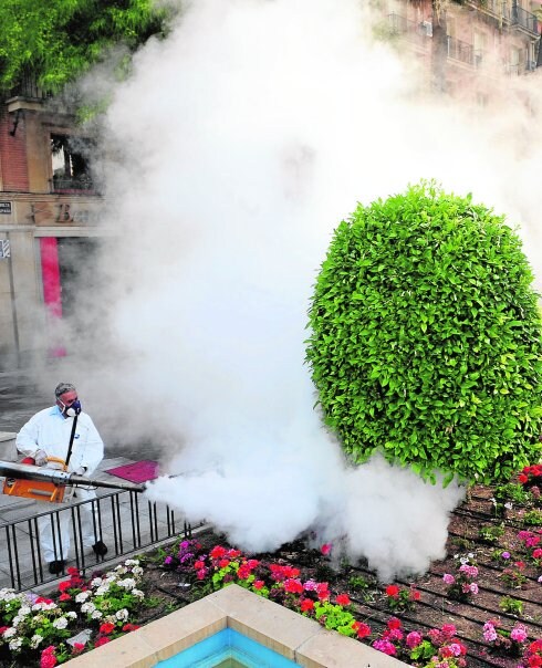 Un técnico fumiga con piretrina uno de los parterres de La Glorieta. 