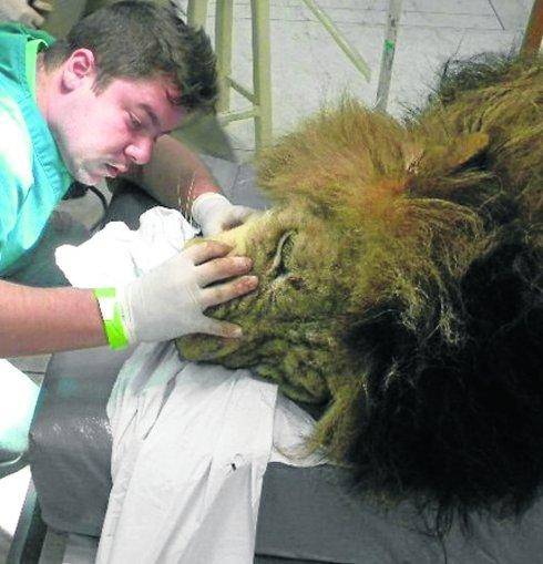 El dentista brasileño Roberto Fecchio posa con un rinoceronte africano al que atendió de un problema dental.