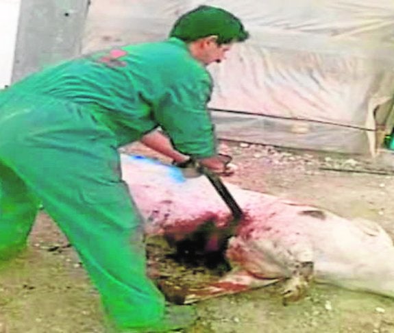 Vídeo en el que un empleado clava una espada a un cerdo.