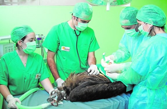 Miembros del Grupo para la Rehabilitación de la Fauna Autóctona y su Hábitat curan a un buitre negro.