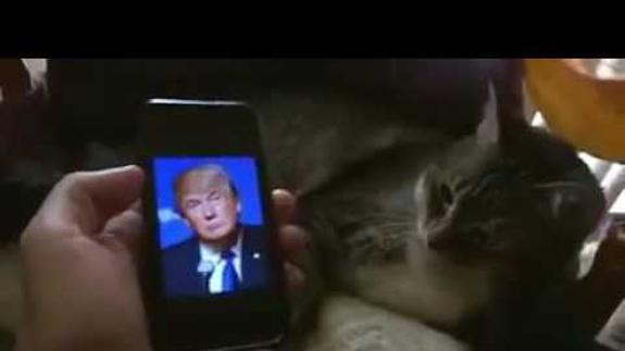 El gato que odia a Trump se hace viral en las redes sociales