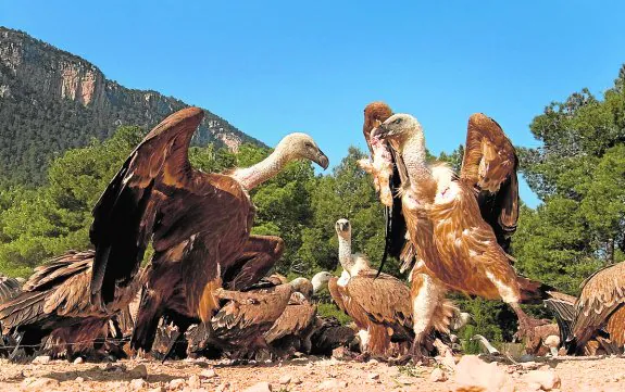 Un grupo de buitres leonados, en las montañas de Aragón.
