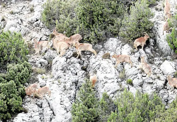 Una manada de arruís o muflones del Atlas campan por una escarpada zona del Parque Regional de Sierra Espuña. 