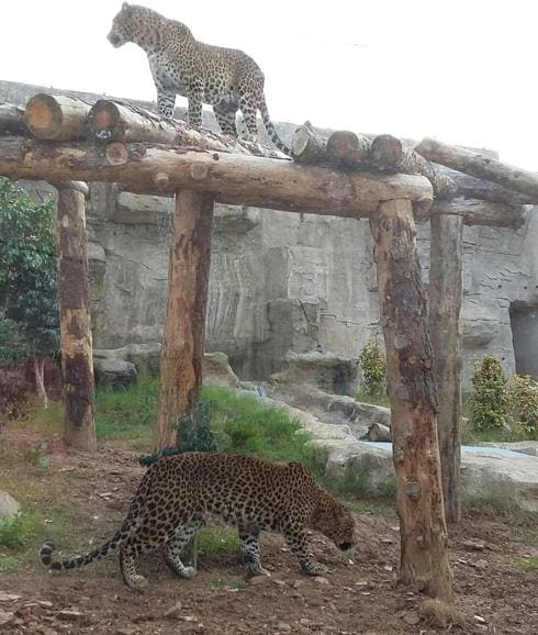 Los dos leopardos en Terra Natura. 