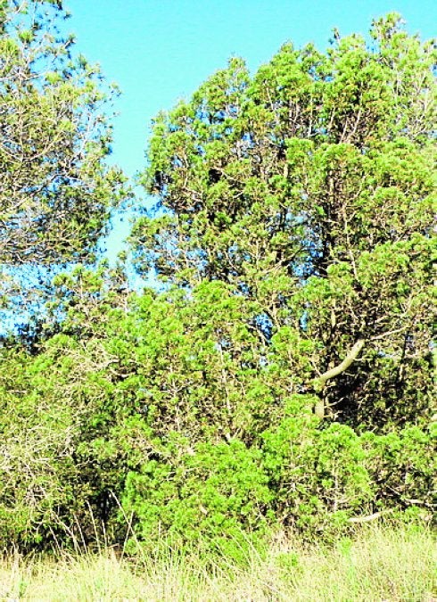 Ejemplar de sabina mora. 