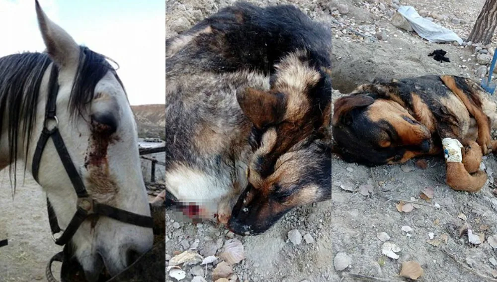 Unos cazadores matan a tiros a cinco de sus perros y arrancan el ojo a su caballo por prohibir la caza en sus terrenos