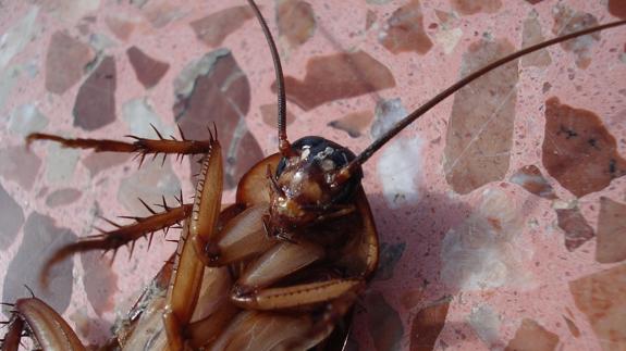 Extraen una cucaracha viva del cerebro de una mujer