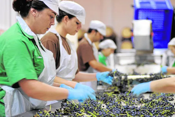 Empleadas de Bodegas Luzón seleccionan la uva recién vendimiada en las fincas de la propia empresa, que suman 600 hectáreas.
