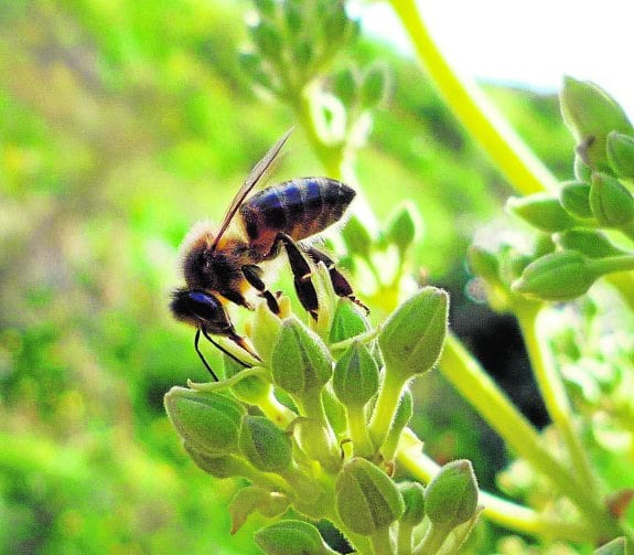 La abeja, uno de los insectos más amenazados en la Región en esta época del año, poliniza una flor. 