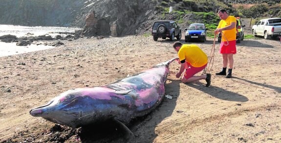 Una ballena muerta en una cala de Lorca