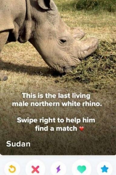 Si te encuentras a Sudán en Tinder...¡hazle 'match'!