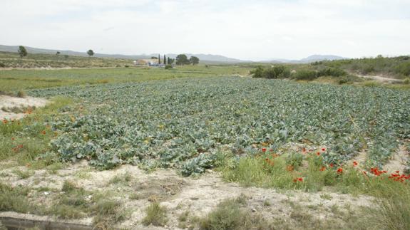 Cultivo de brócoli en una finca de secano. 