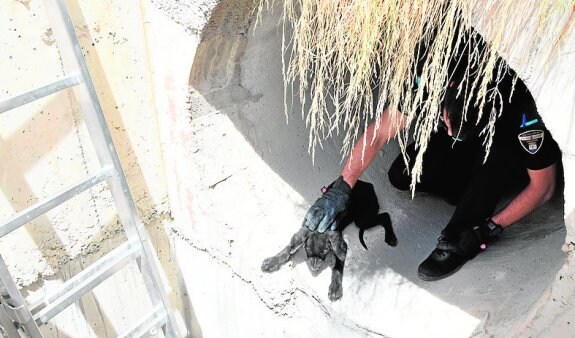 El policía local saca a uno de los cachorros del tubo.  