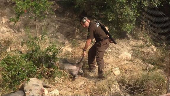 Un agente ambiental retira un 'cerdalí' abatido. 