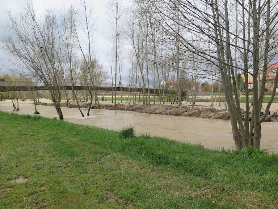 El Torío baja con abundante caudal