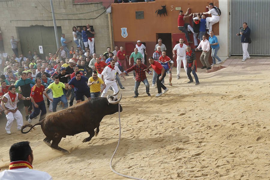 Toro enmaromado de Benavente