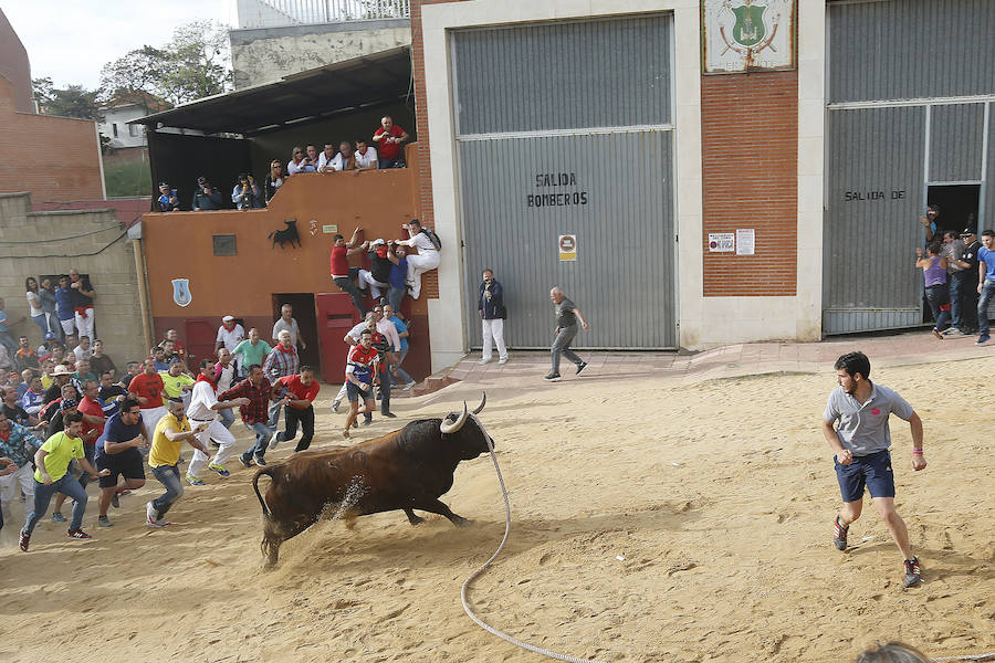 Toro enmaromado de Benavente