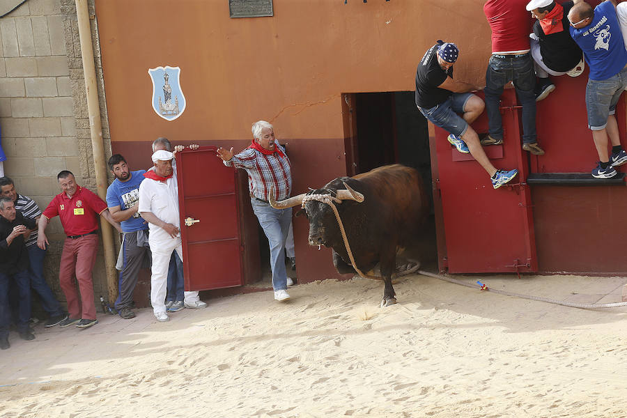 Toro enmaromado de Benavente