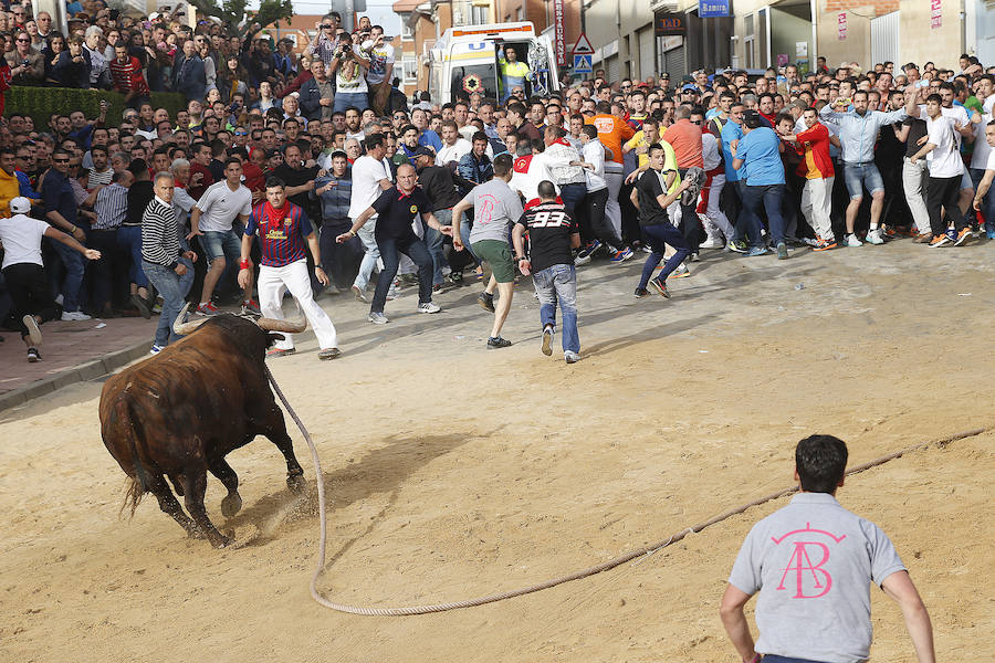 Toro enmaromado de Benavente