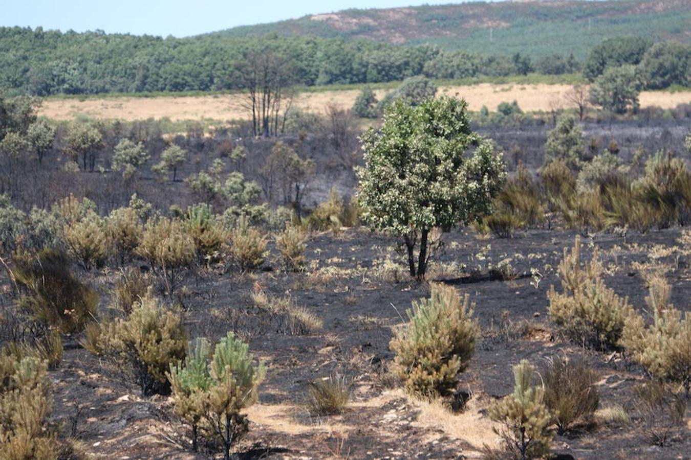 Vestigios tras el incendio