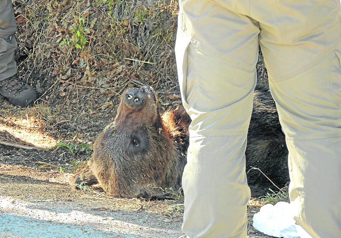 Ejemplares de osos fallecidos en León y Asturias