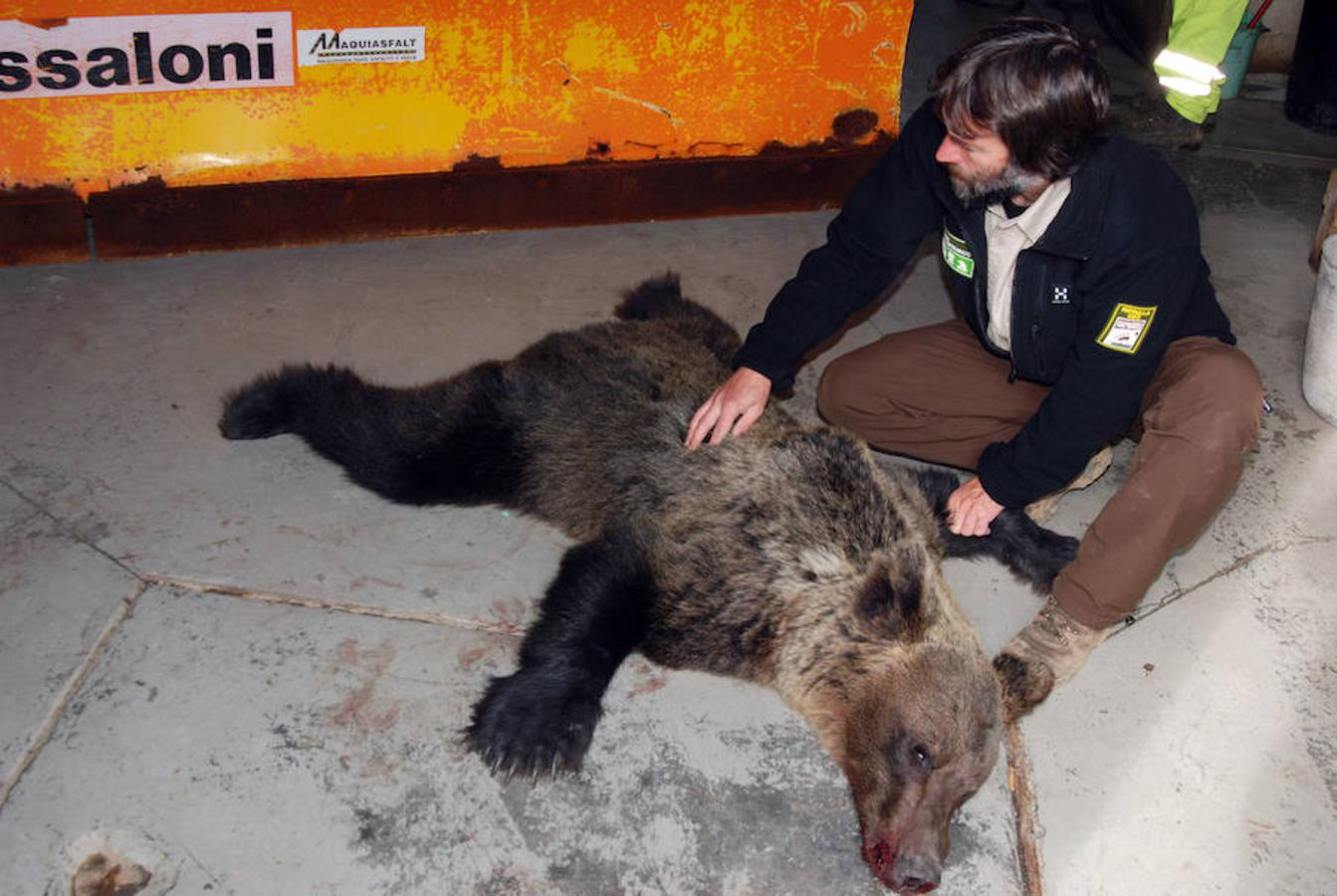 Ejemplares de osos fallecidos en León y Asturias