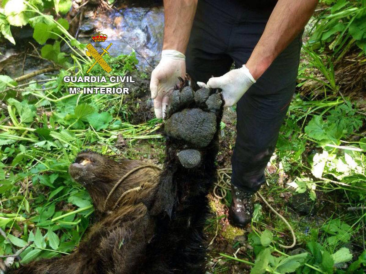 Ejemplares de osos fallecidos en León y Asturias