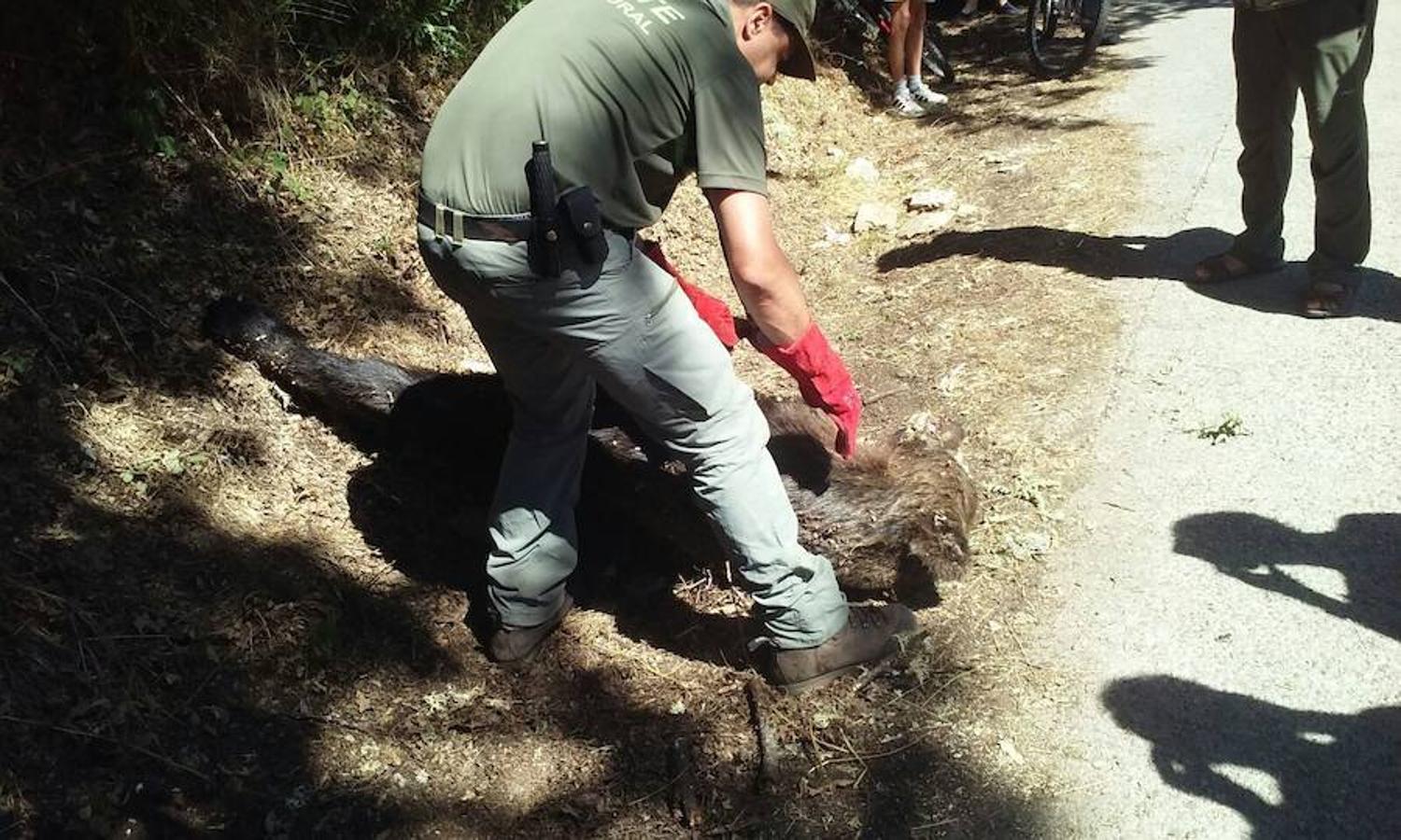 Ejemplares de osos fallecidos en León y Asturias