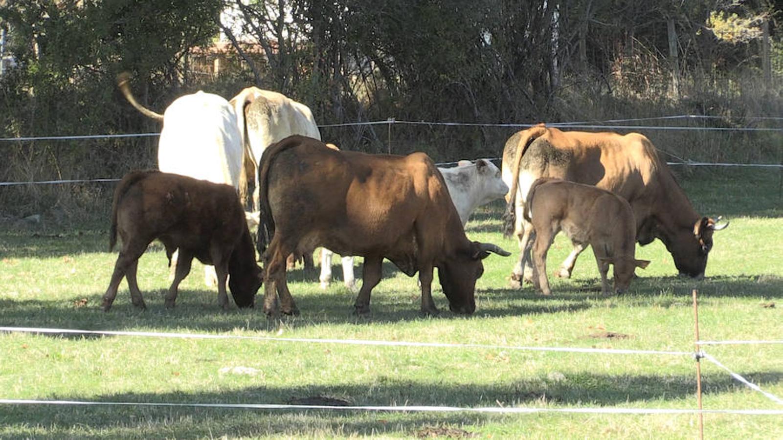 Escaparate a la montaña leonesa