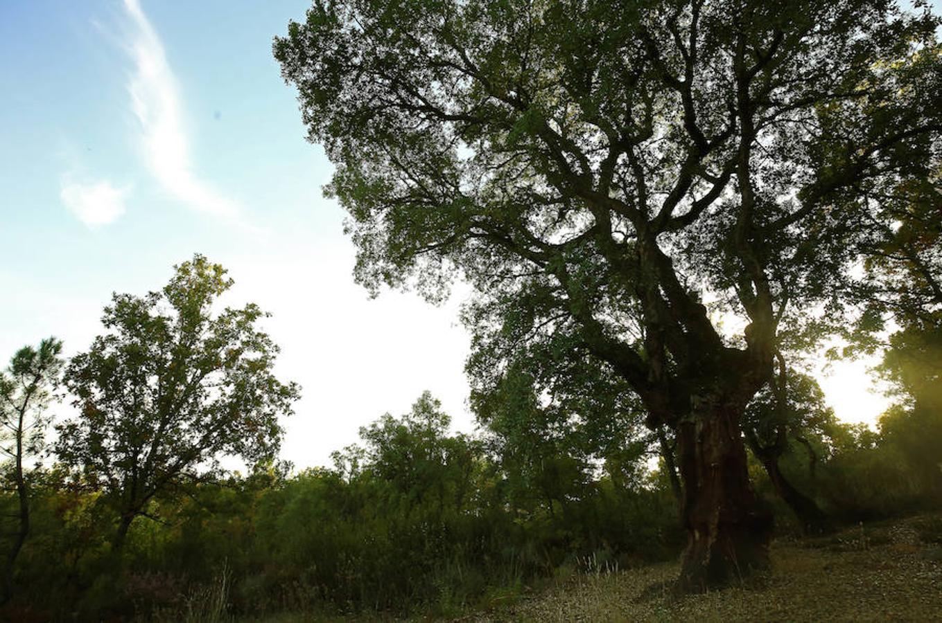 Descubre los secretos de El Alcornocal