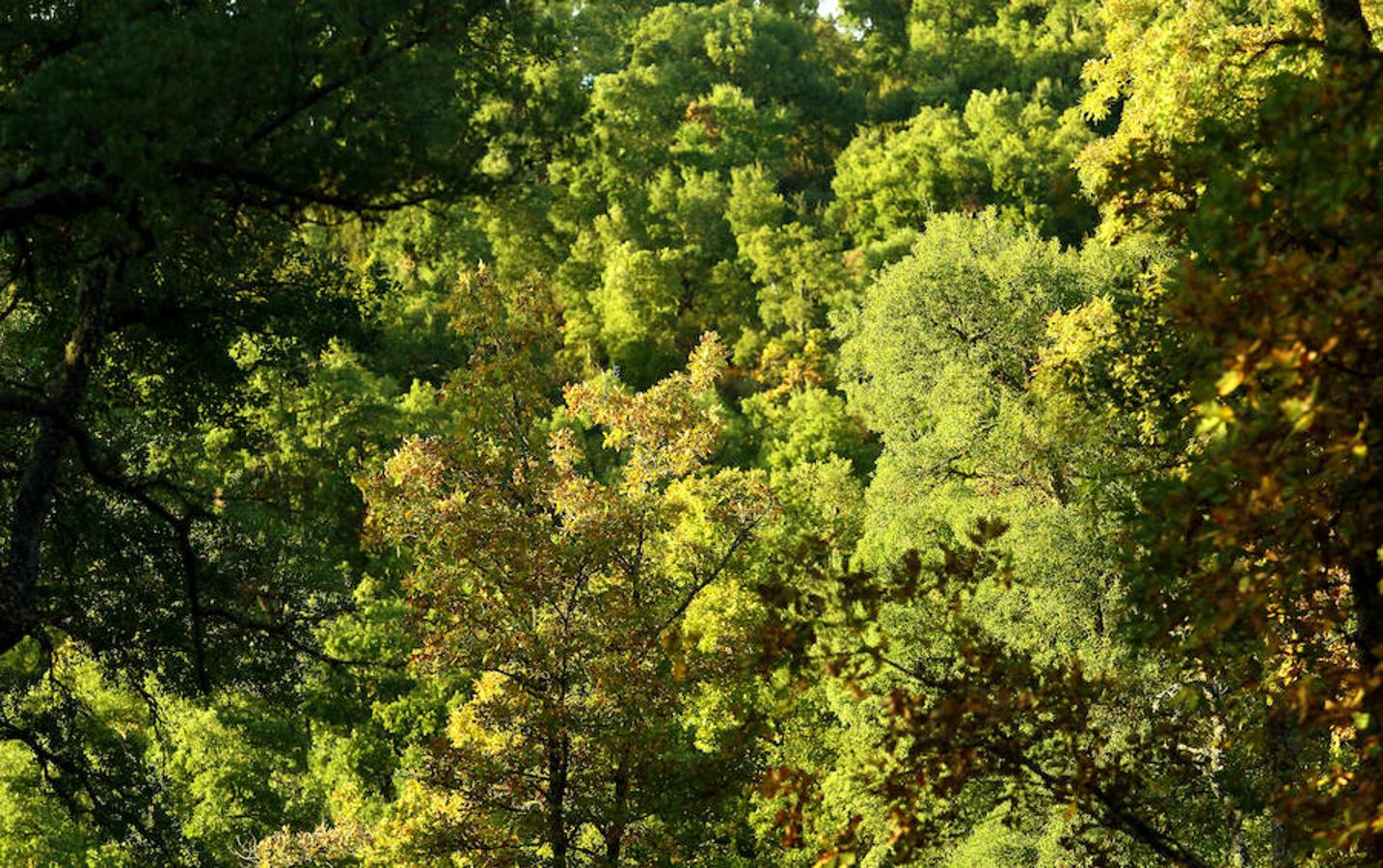 Descubre los secretos de El Alcornocal