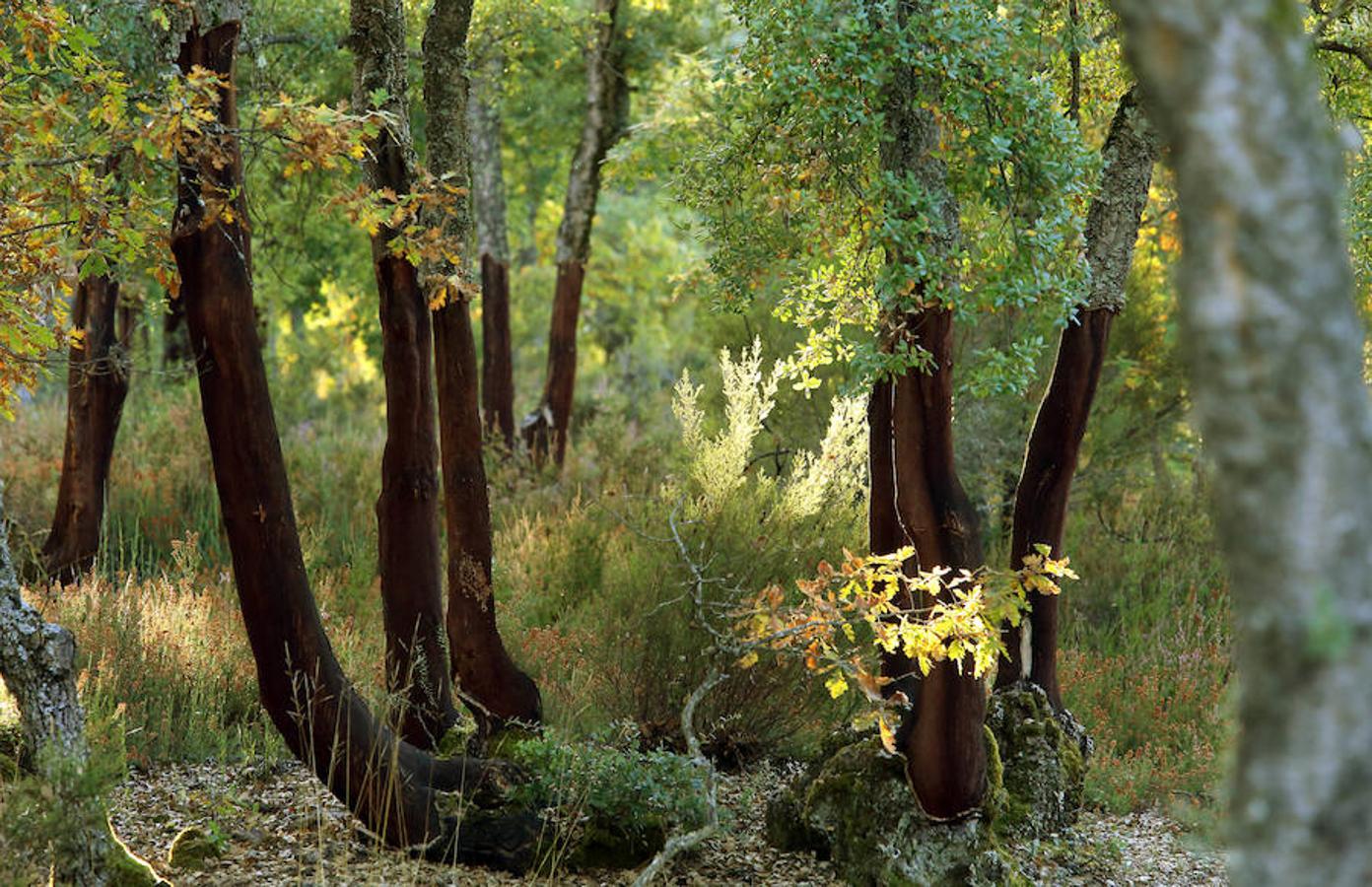 Descubre los secretos de El Alcornocal