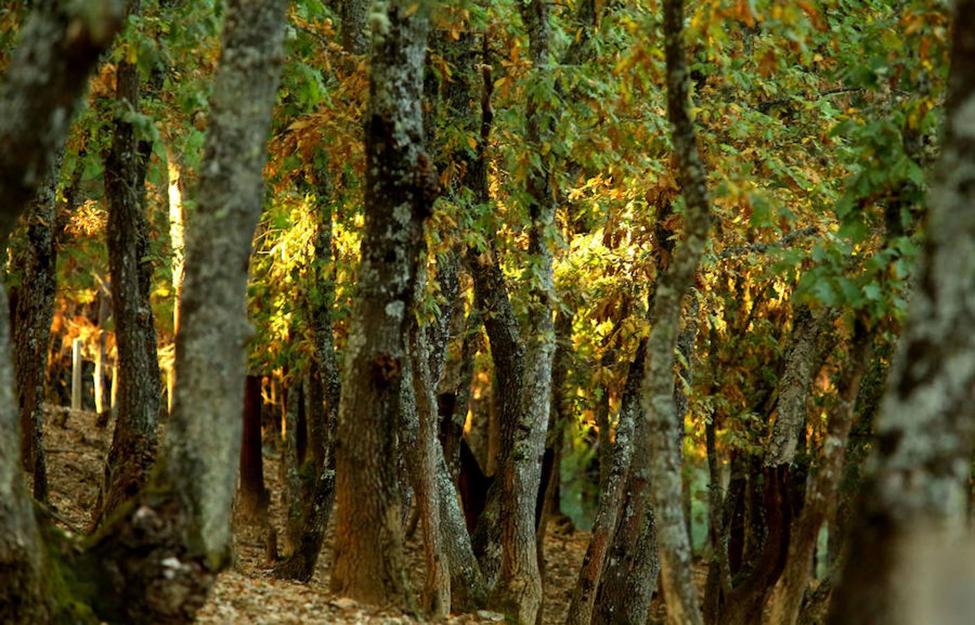 Descubre los secretos de El Alcornocal