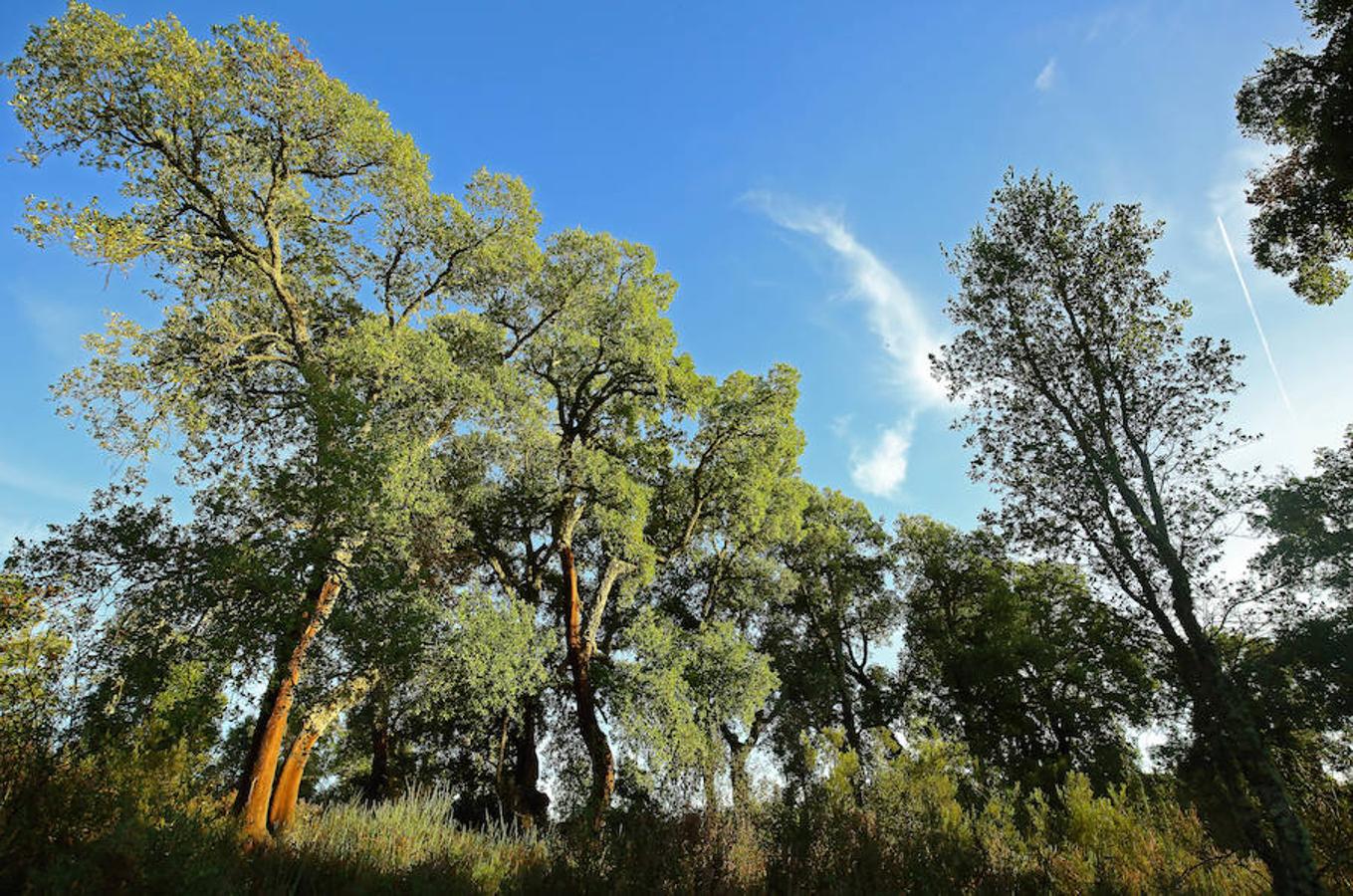 Descubre los secretos de El Alcornocal
