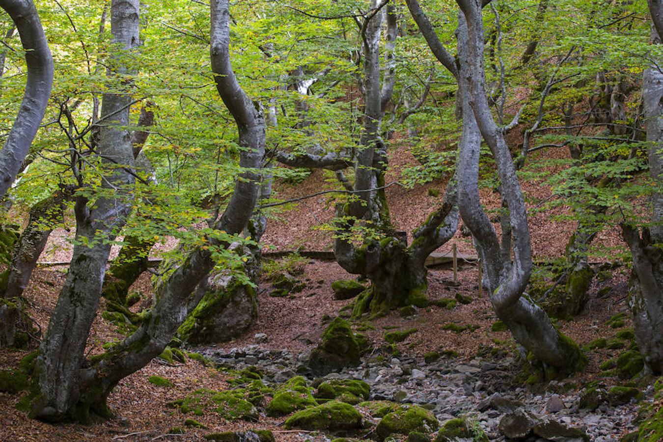 El Faedo, un cuento de hadas
