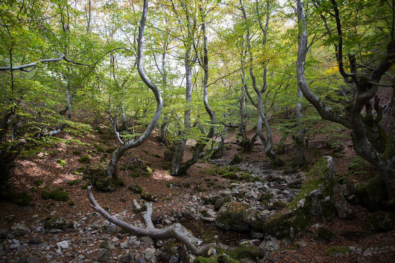 El Faedo, un cuento de hadas