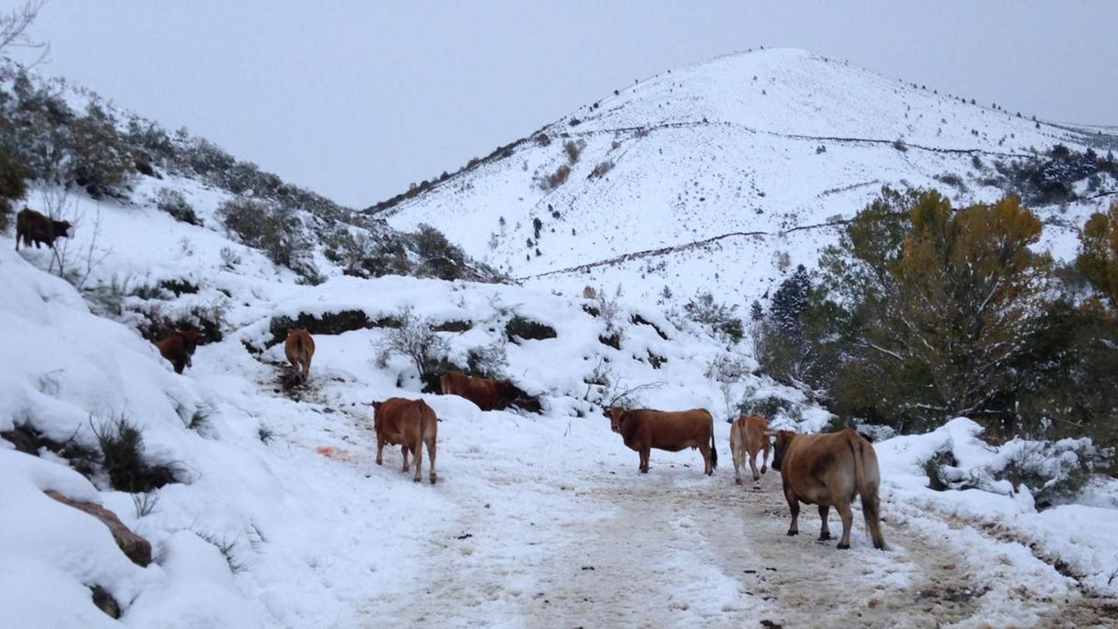 León, entre nieves