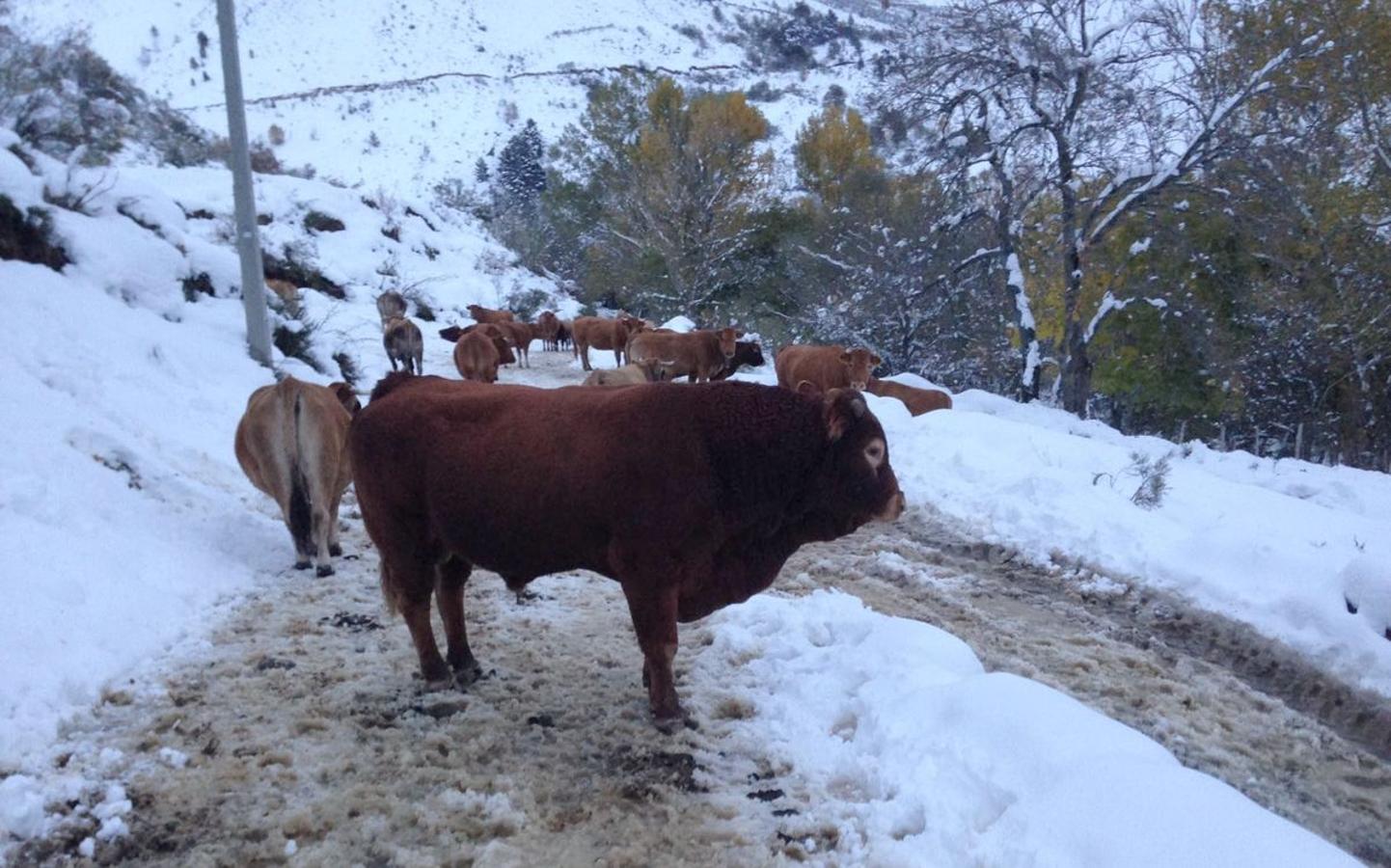 León, entre nieves