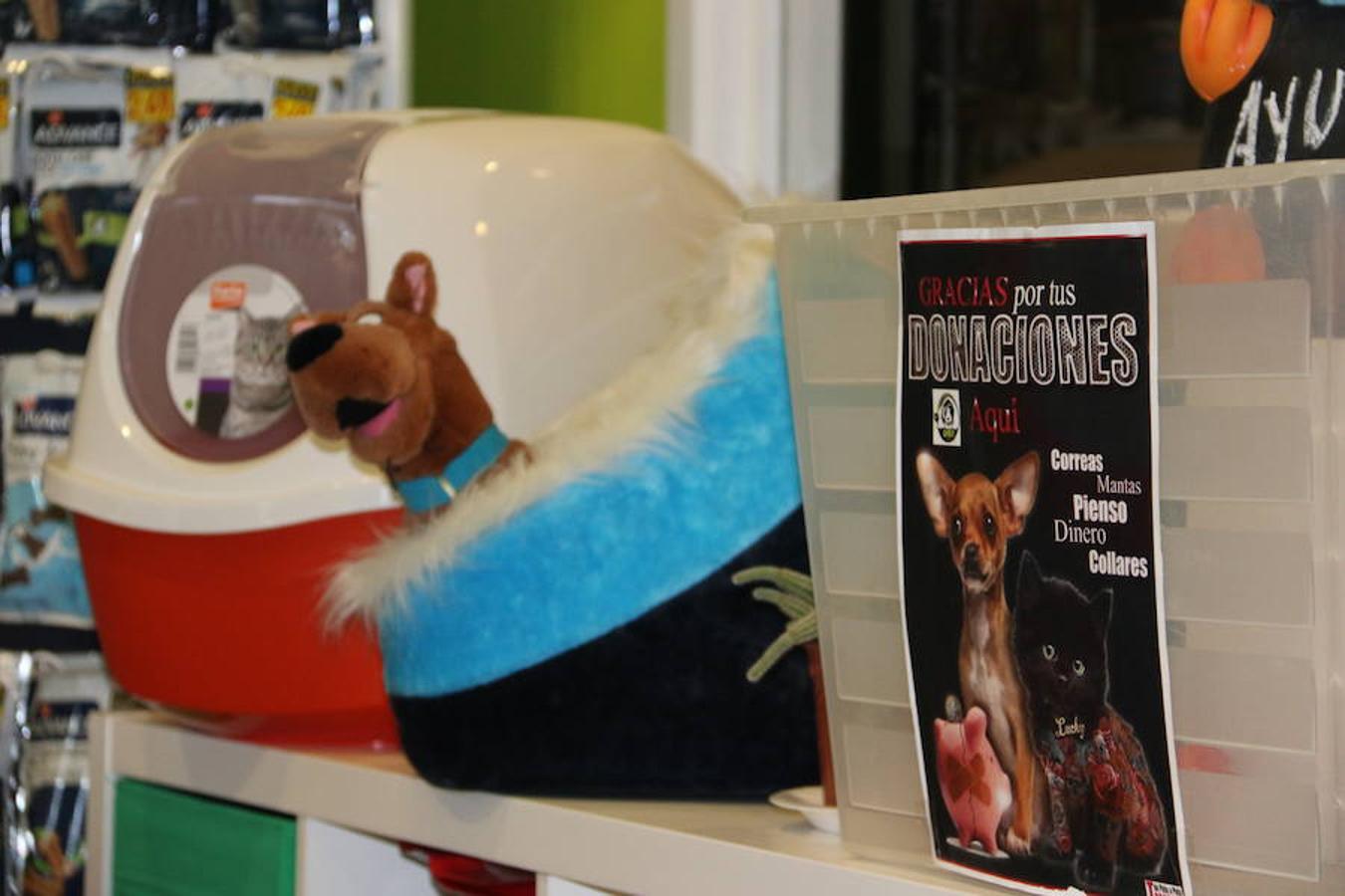 Presumidogs, el cuidado más coqueto