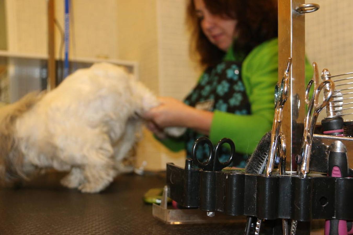 Presumidogs, el cuidado más coqueto