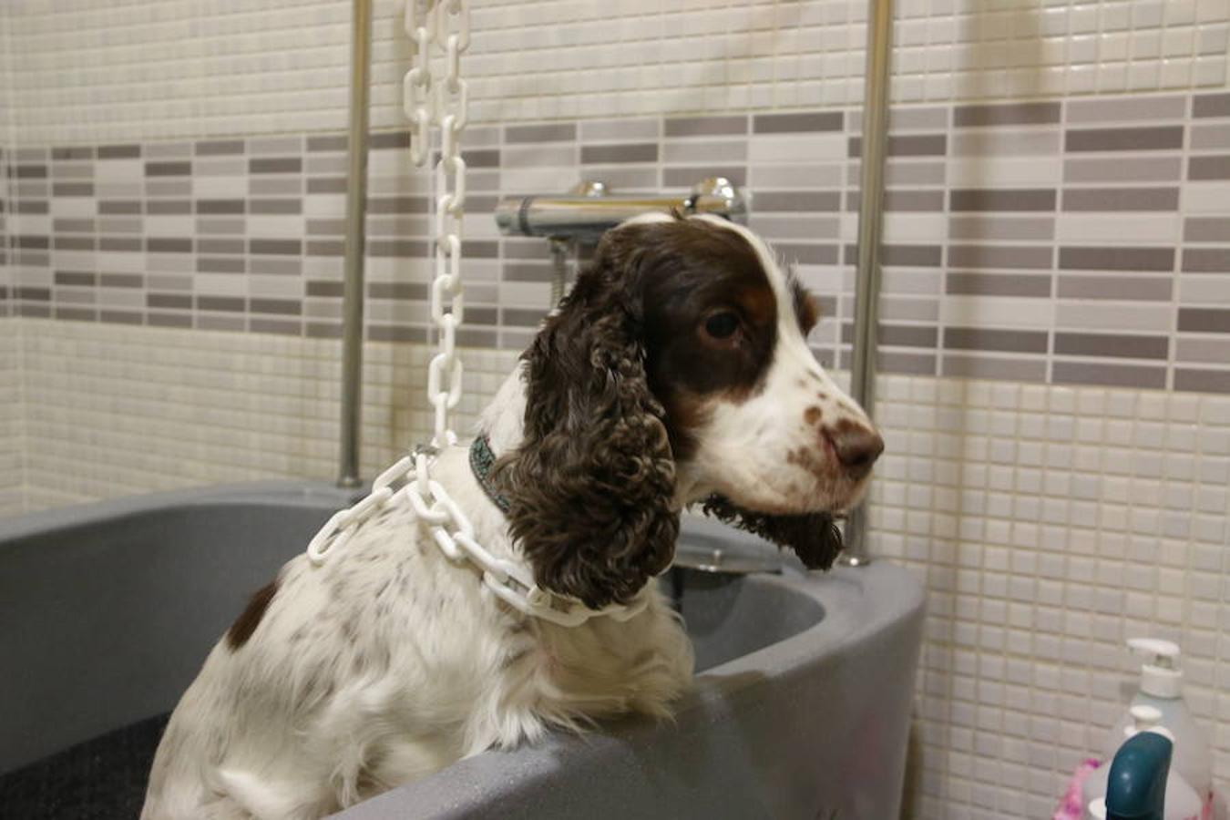 Presumidogs, el cuidado más coqueto