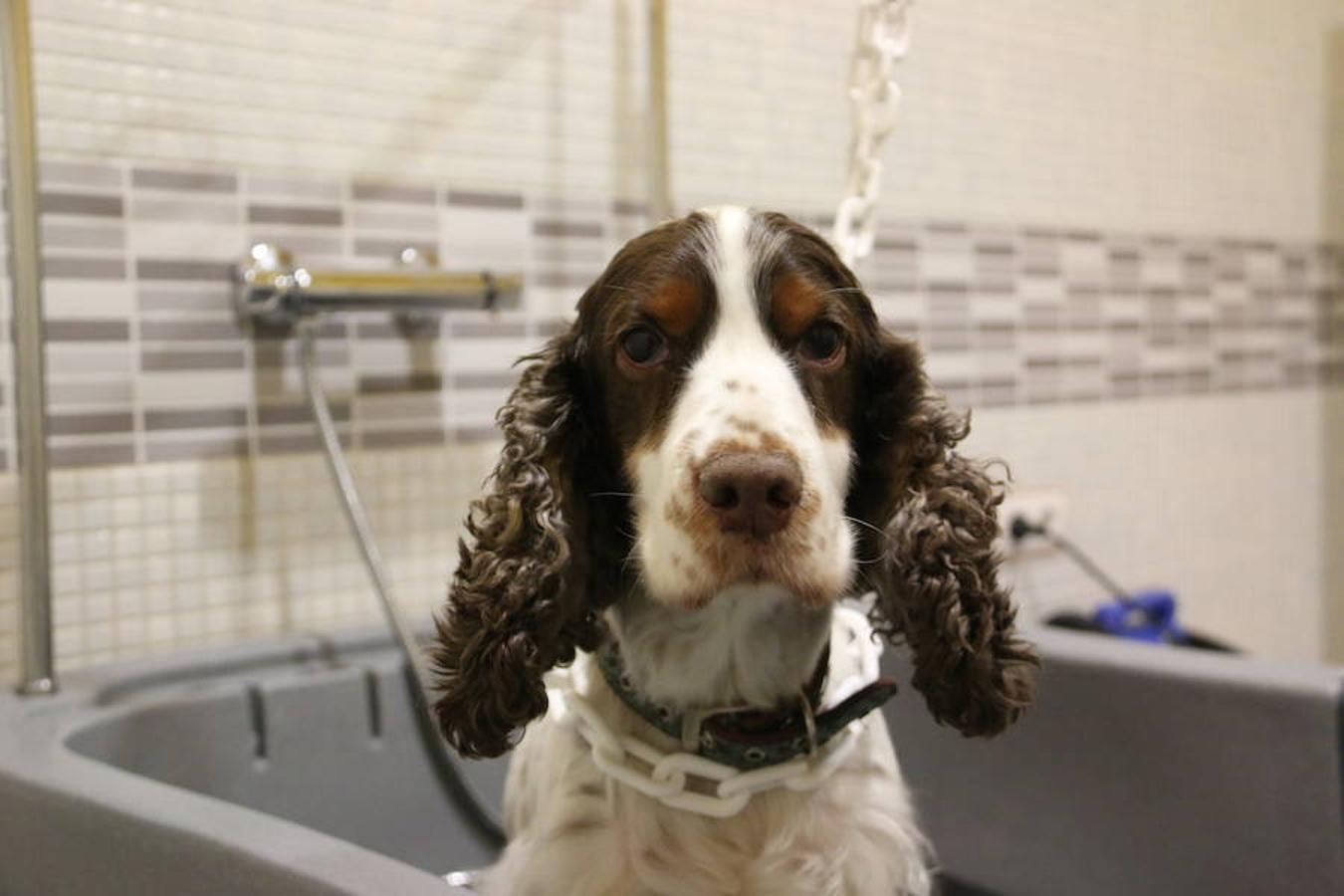 Presumidogs, el cuidado más coqueto