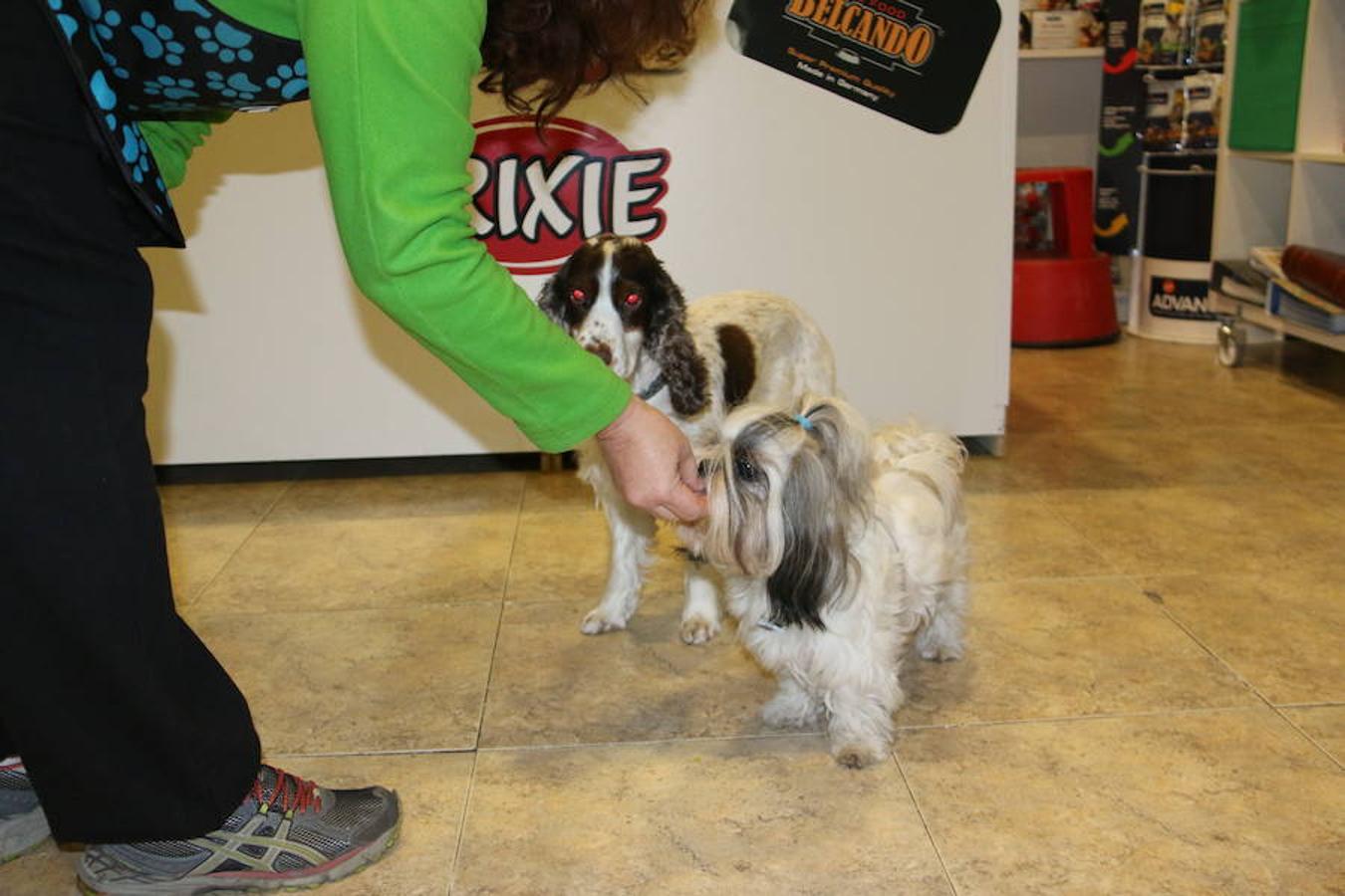 Presumidogs, el cuidado más coqueto