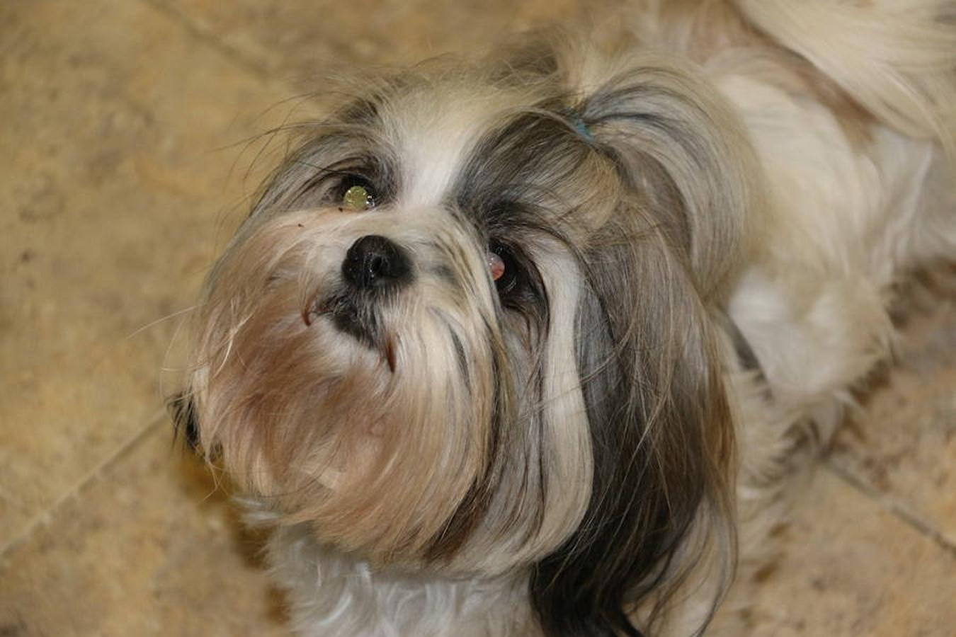 Presumidogs, el cuidado más coqueto