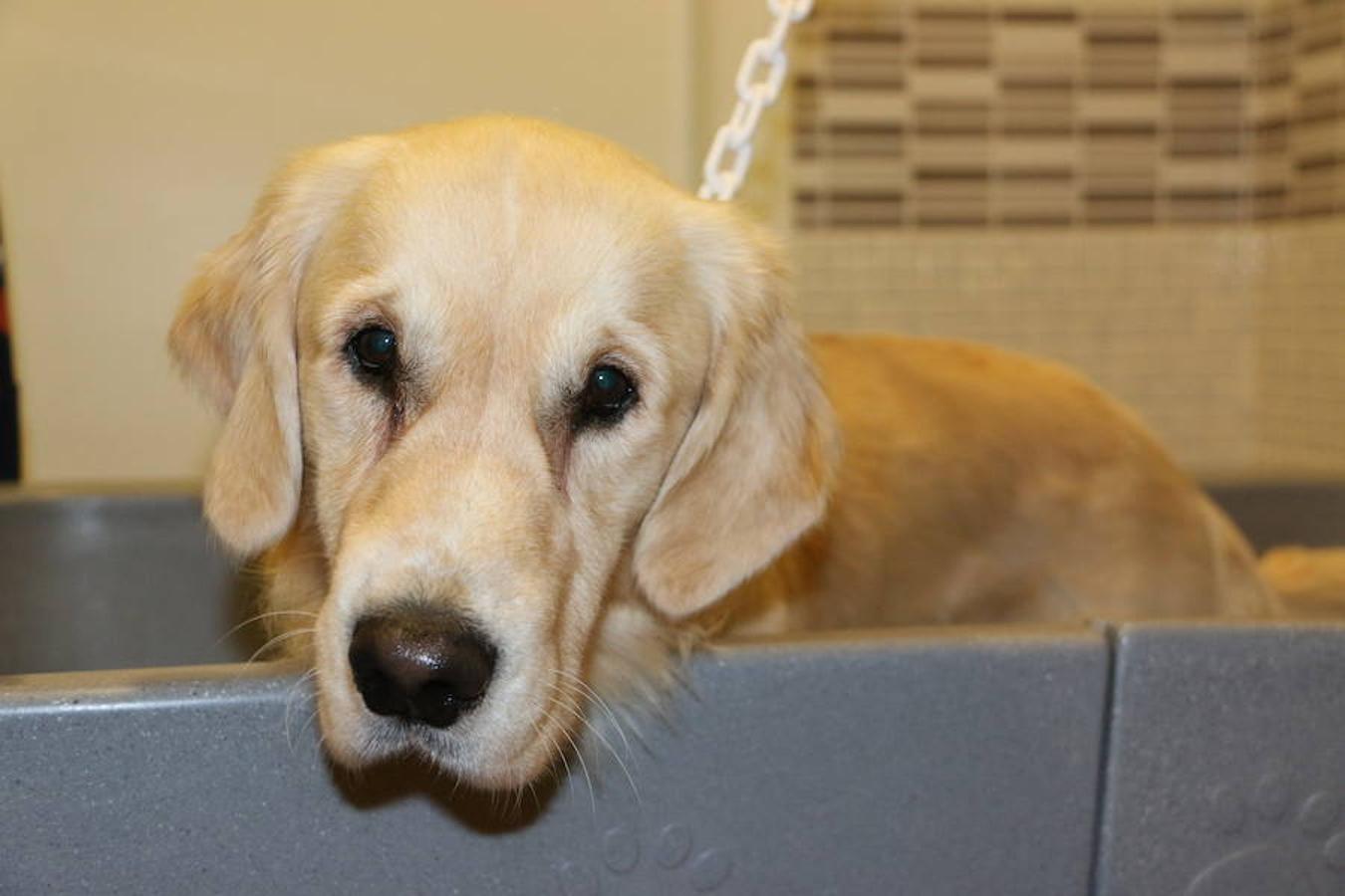 Presumidogs, el cuidado más coqueto