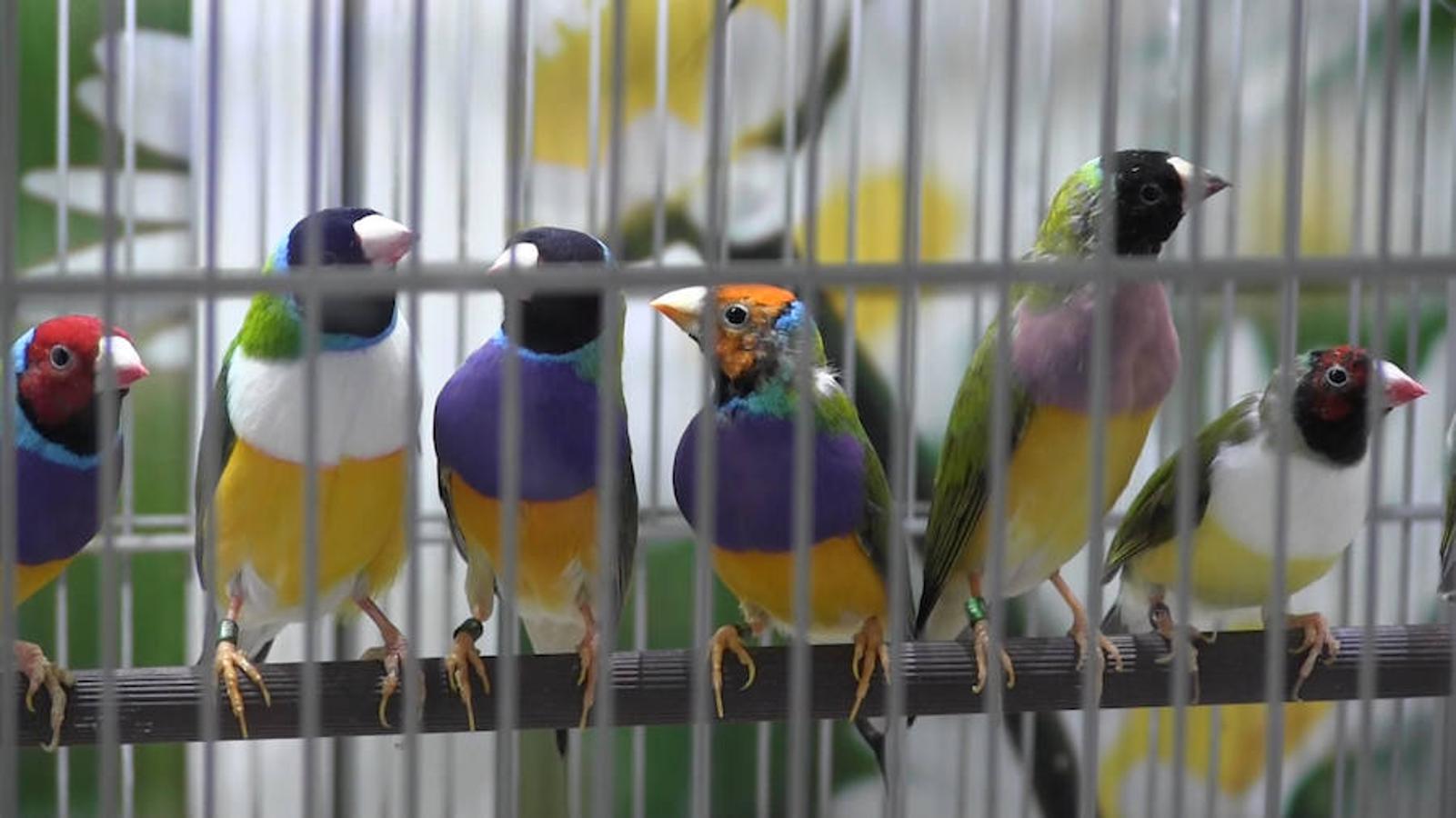 Todo para las mascotas