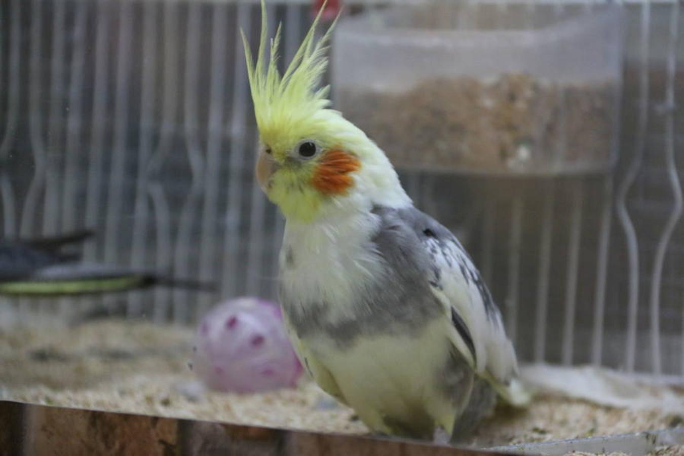 Axolotl, una tienda de mascotas diferente